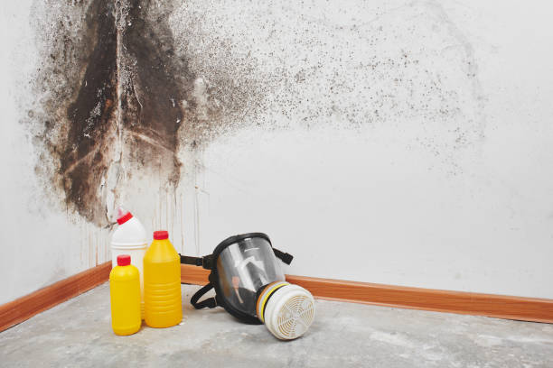 Best White Mold Remediation in USA